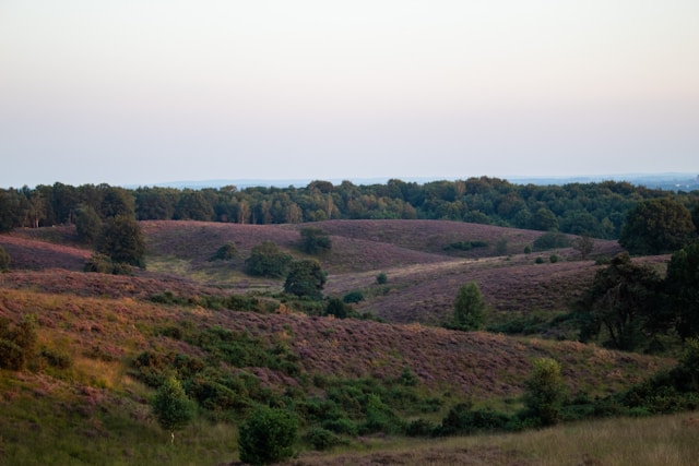 Nationaal Park De Hoge Veluwe grasland